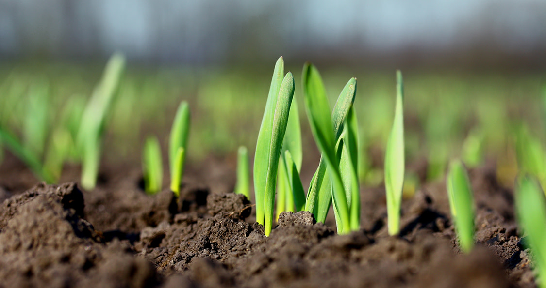 Shoots coming out from the soil