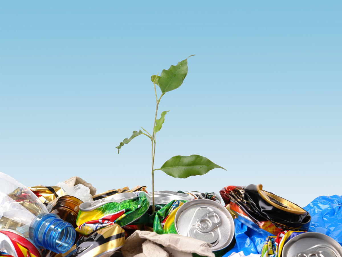 Plant in the middle of a pile of trash