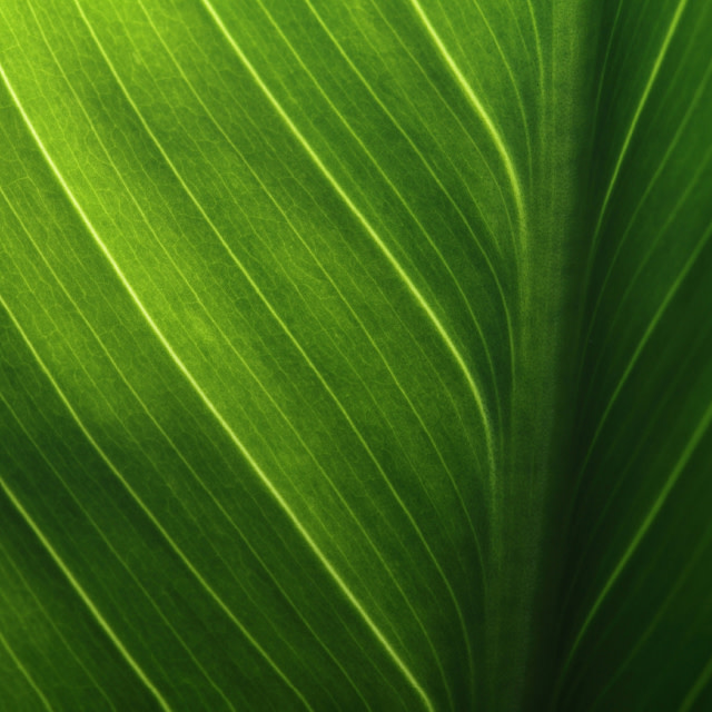 Picture of a leaf