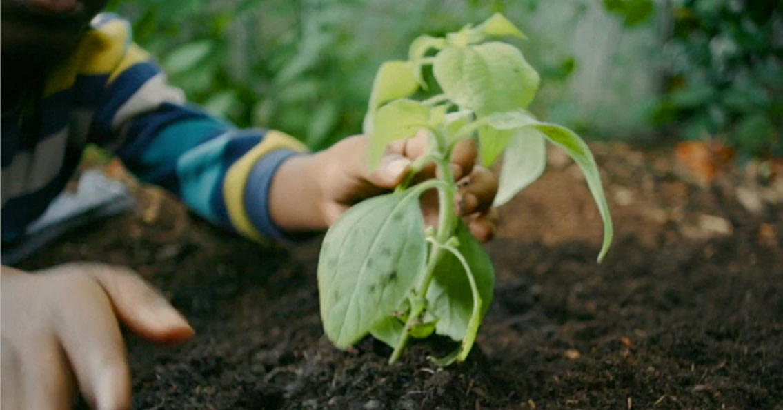 Person planting something in soil