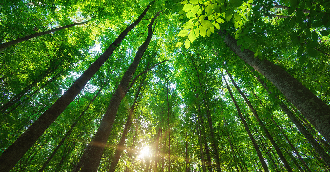 Ylöspäin kuva metsäpuista, joiden läpi tulee auringonvaloa