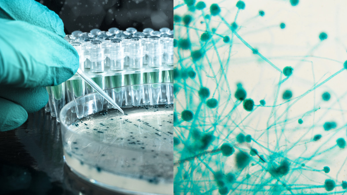 A side by side of a scientist pipetting liquid onto a petri dish, next to a close up of molecules