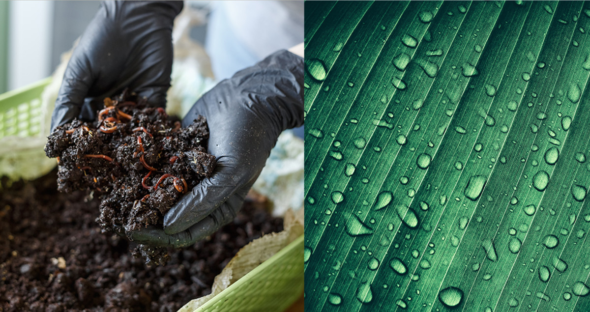 side by side of soil and a close up of a leaf