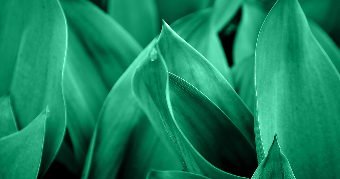 close up of green leaves