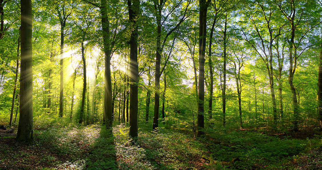 Uma floresta com o sol brilhando