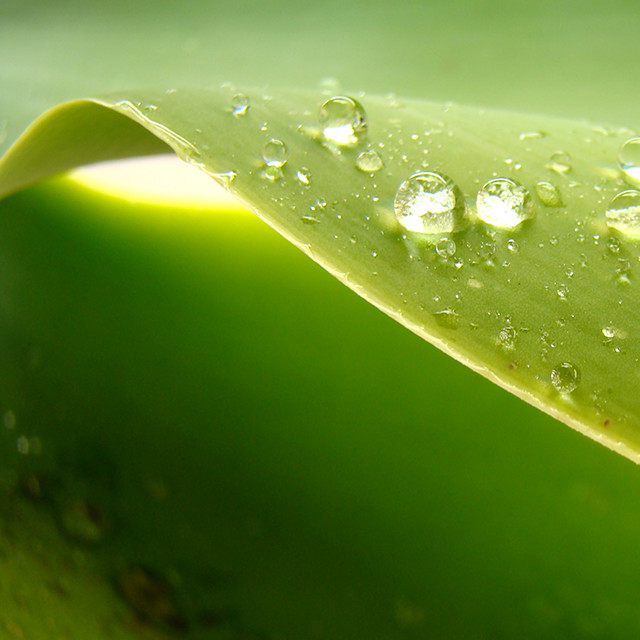 Picture of water droplets on a leaf