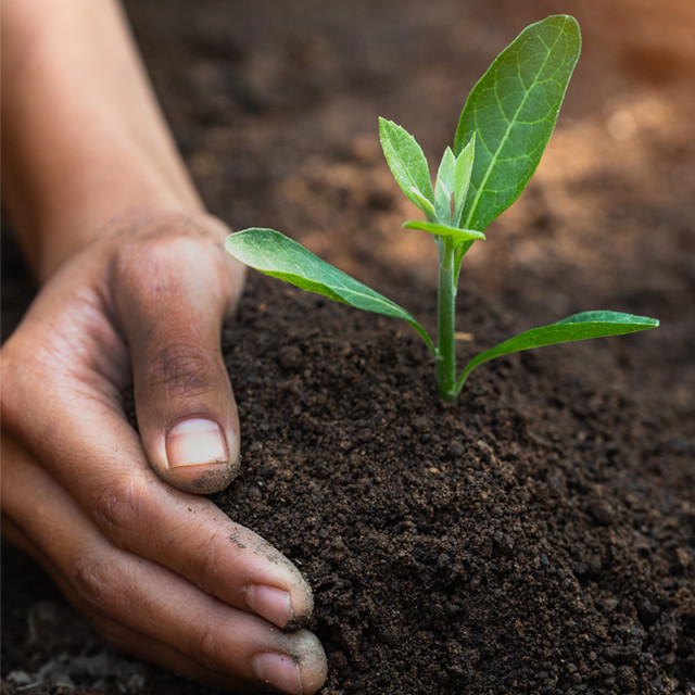 Picture of hand planting a plant in soil